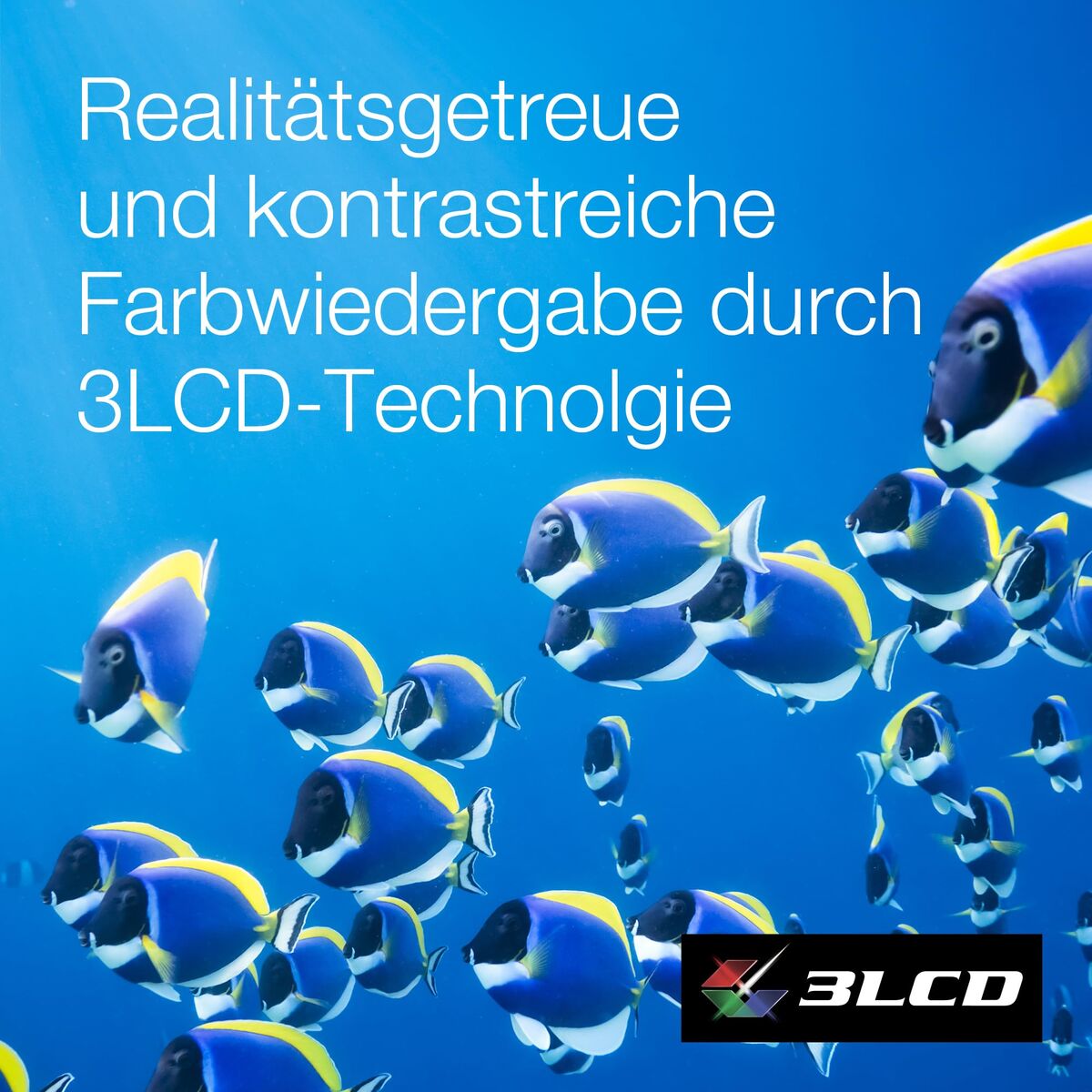 V2H6F993EF8B0295D26DE5BAD84626E8295R7512858P5